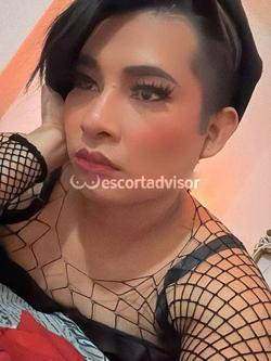 Trans 3508177817