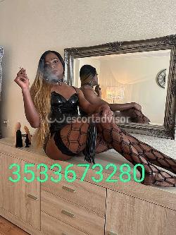 Trans 3533673280