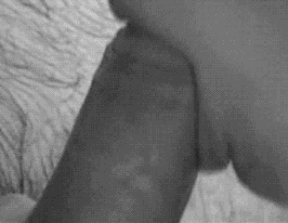 Escort 3664309399